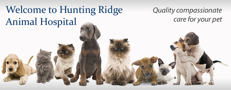 Animal Hospital | Veterinary Hospital Cleveland | Emergency & Specialty Pet  Vet Care | Hunting Ridge Animal Hospital
